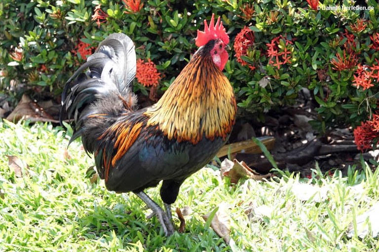 Gallus gallus