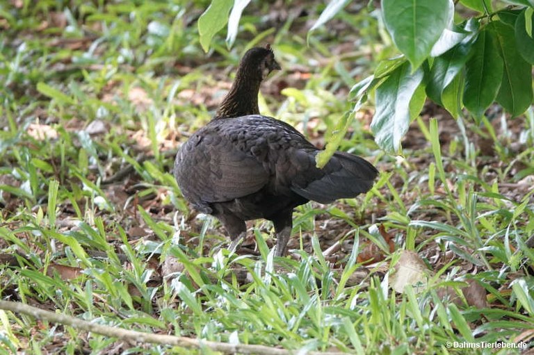 Gallus gallus
