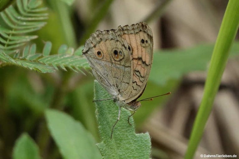 Junonia almana
