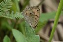 Junonia almana