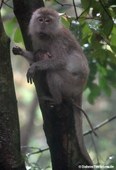 Macaca fascicularis-5