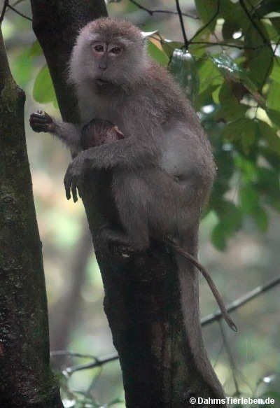 Macaca fascicularis