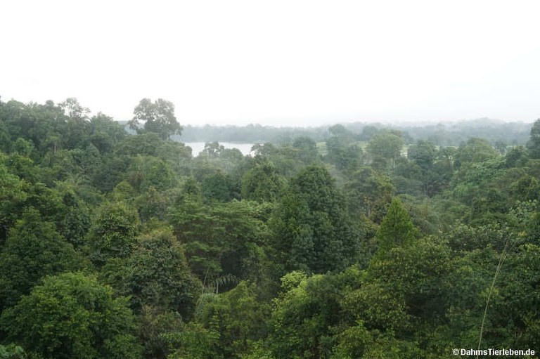 MacRitchie Reservoir