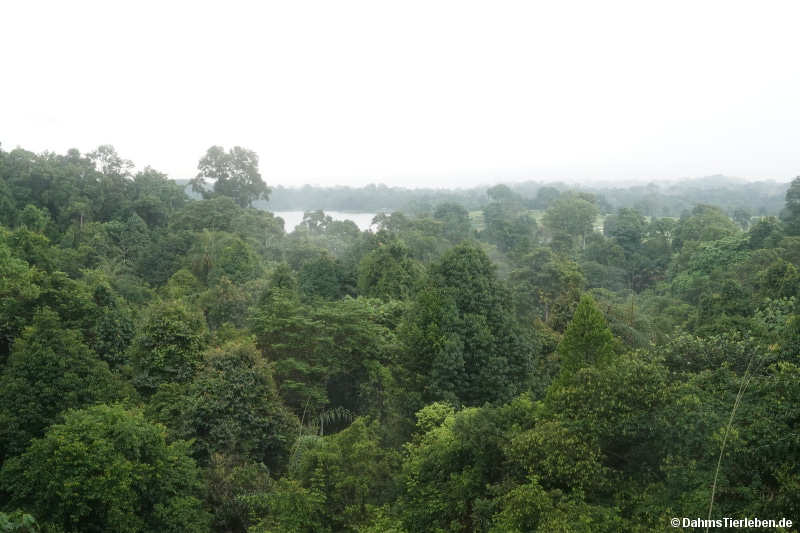 MacRitchie Reservoir