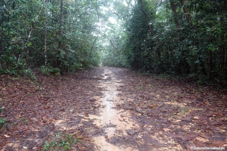 MacRitchie Reservoir