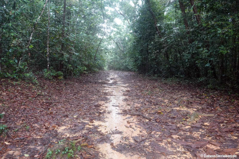 MacRitchie Reservoir