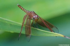 Neurothemis fluctuans-2