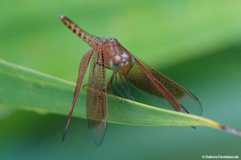 Neurothemis fluctuans