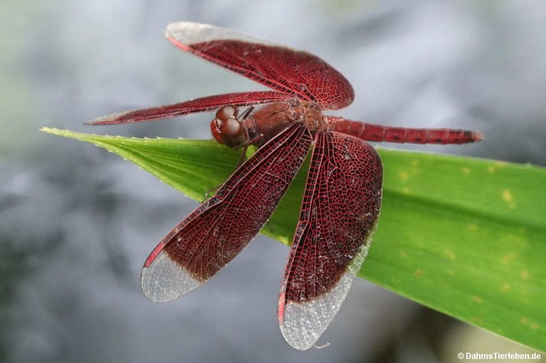 Neurothemis fluctuans