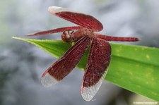 Neurothemis fluctuans-1