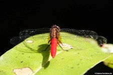 Orthetrum chrysis-1