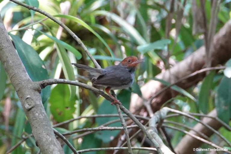 Orthotomus ruficeps