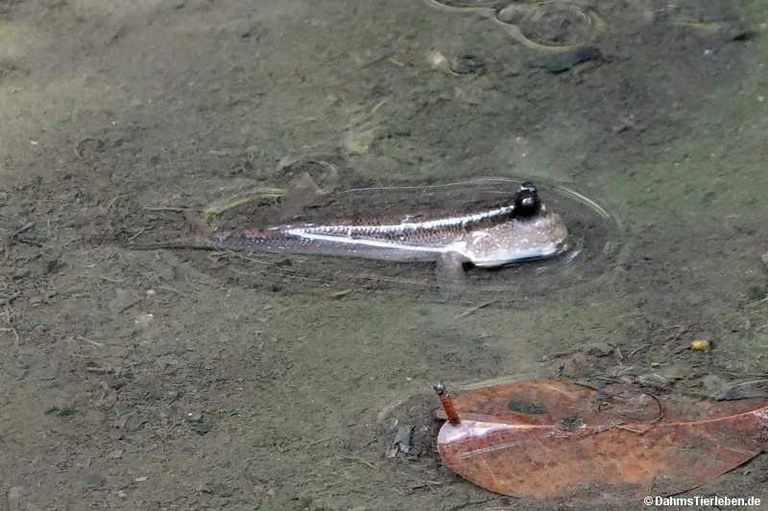 Periophthalmodon schlosseri