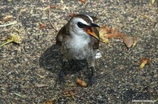 Pycnonotus goiavier-2