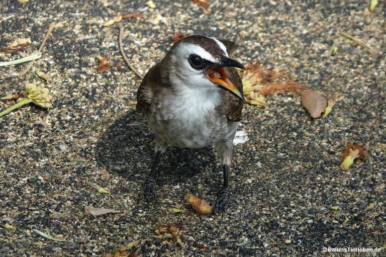 Pycnonotus goiavier