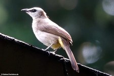 Pycnonotus goiavier-1