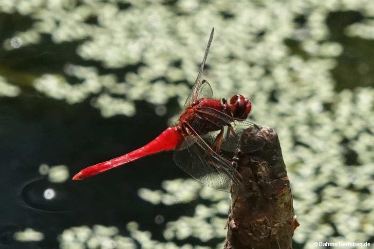 Rhodothemis rufa