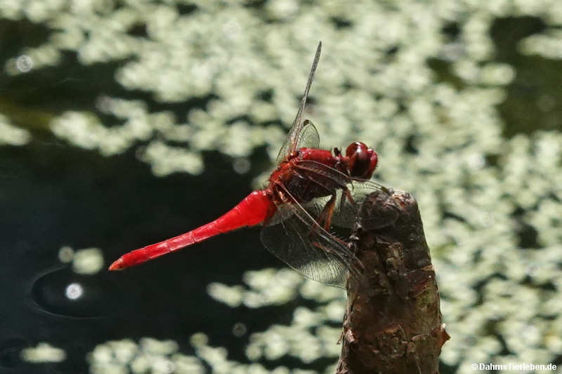 Rhodothemis rufa
