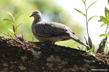 Spilopelia chinensis tigrina-1