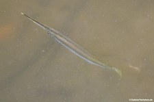 Strongylura strongylura-1