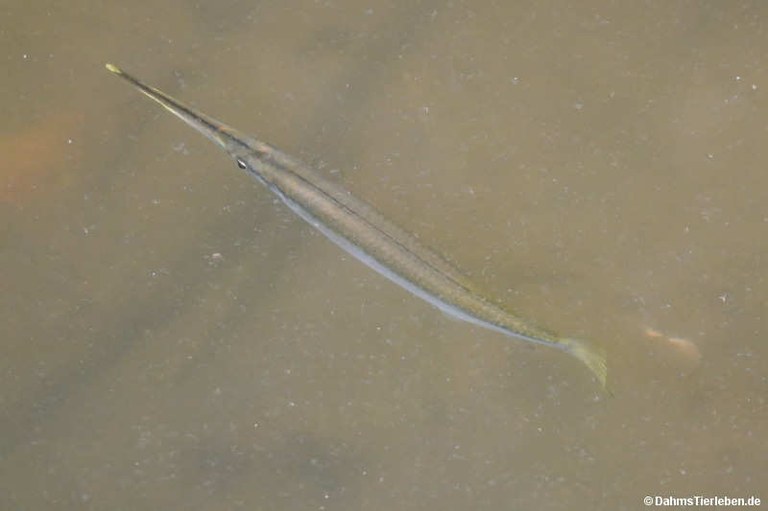 Strongylura strongylura
