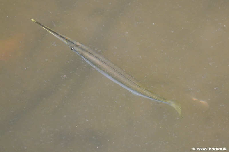 Strongylura strongylura
