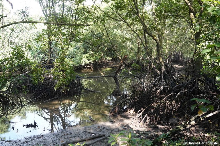 Sungei Buloh Wetland Reserve