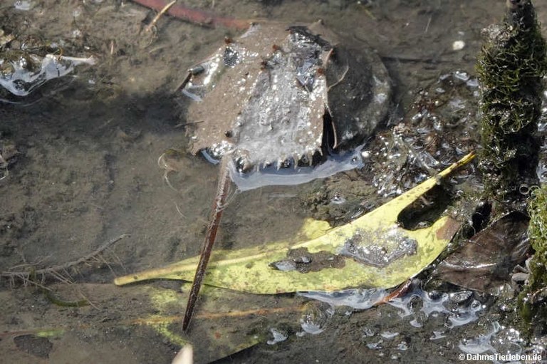Tachypleus gigas