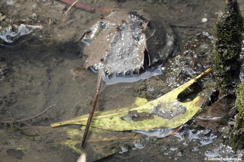 Tachypleus gigas