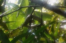 Tropidolaemus wagleri-1