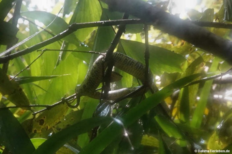 Tropidolaemus wagleri