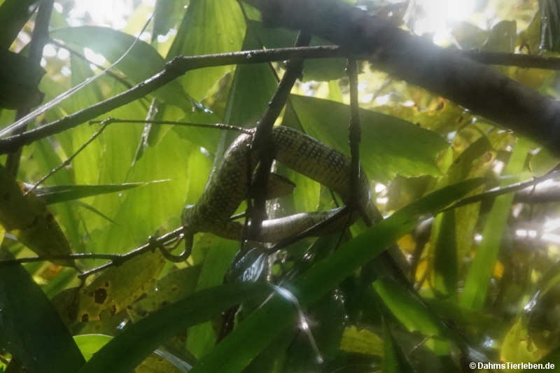Tropidolaemus wagleri