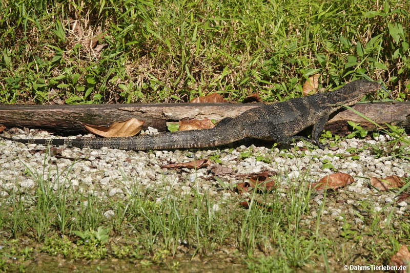 Hinterindischer Bindenwaran Varanus salvator macromaculatus-4