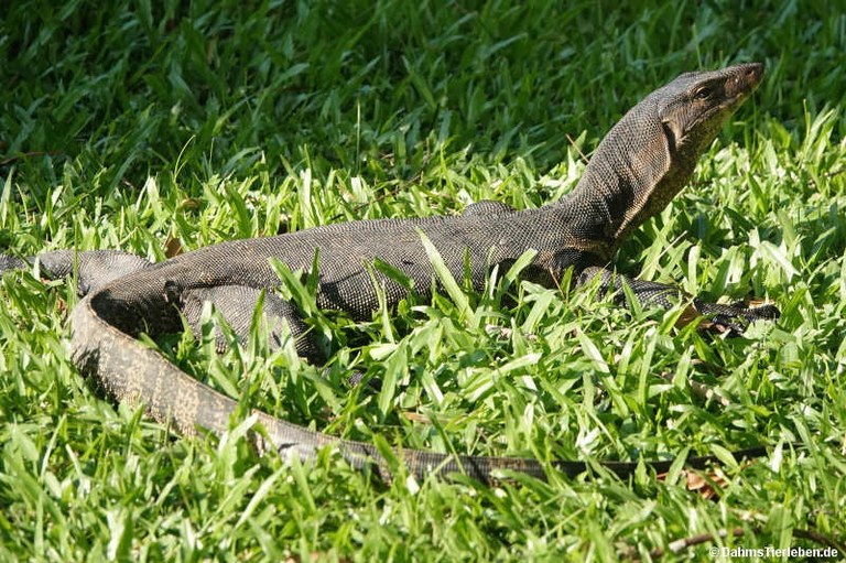 Varanus salvator macromaculatus