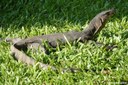 Varanus salvator macromaculatus