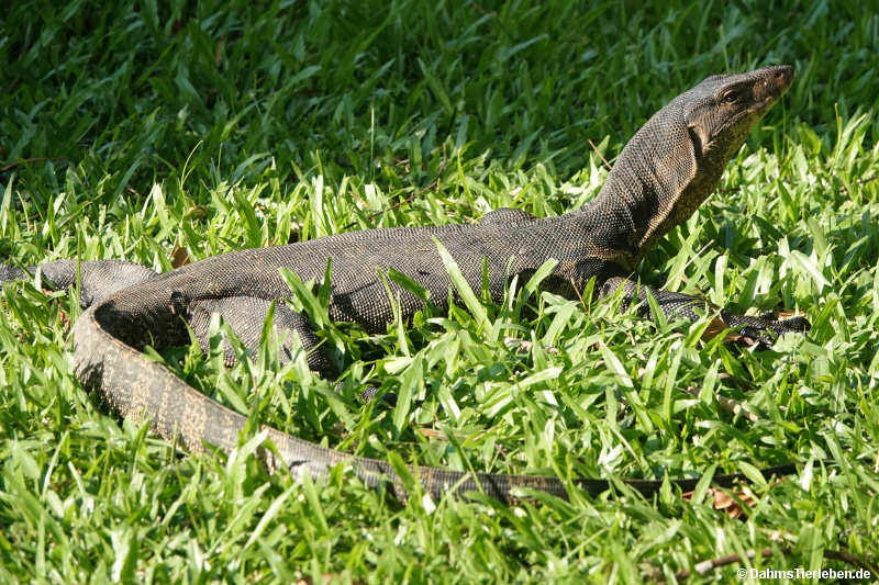 Varanus salvator macromaculatus