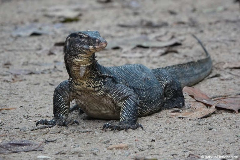 Varanus salvator macromaculatus