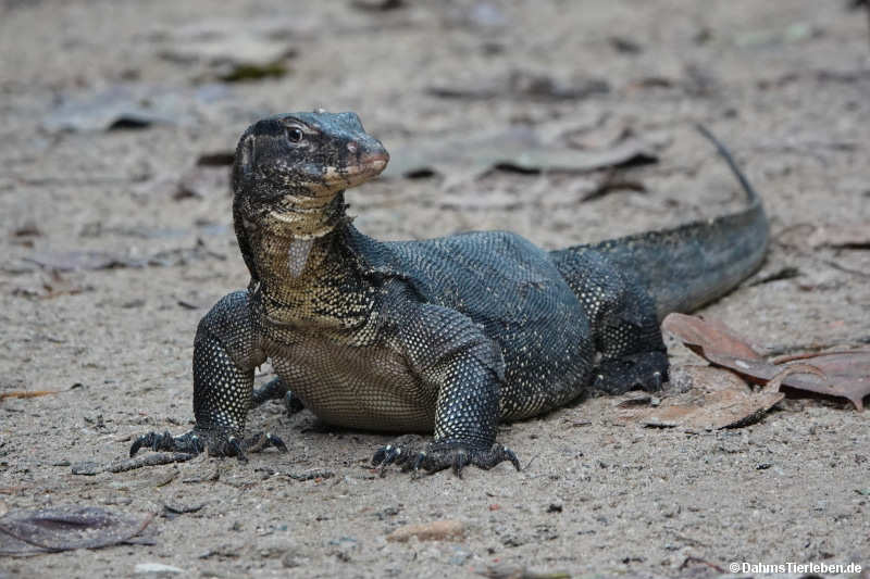 Varanus salvator macromaculatus