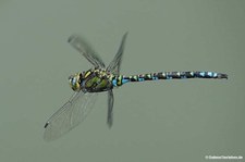Aeshna cyanea-4