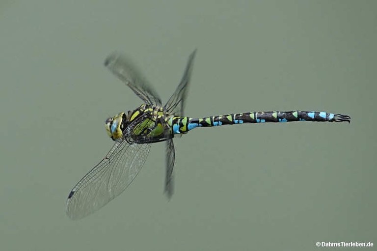 Aeshna cyanea