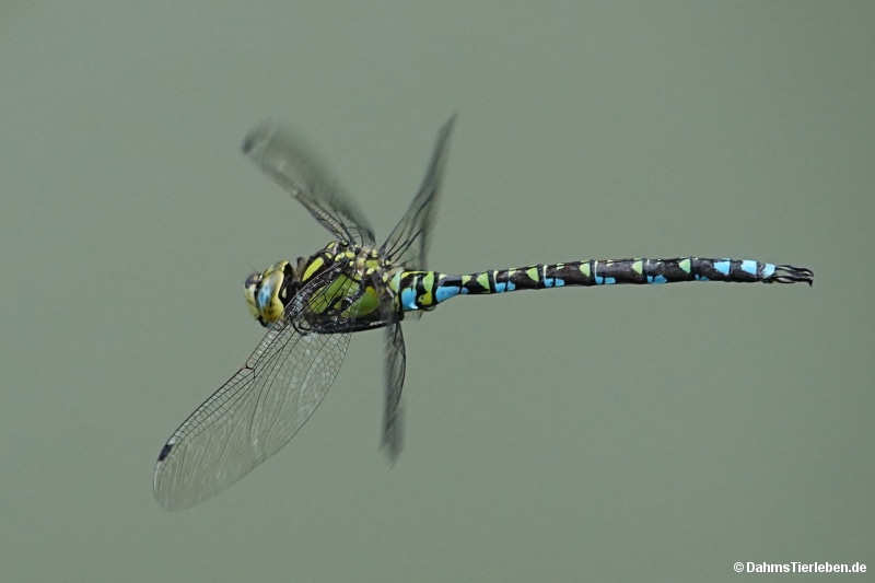 Aeshna cyanea