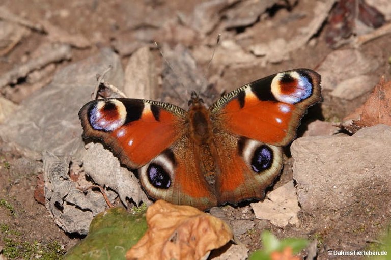 Aglais io