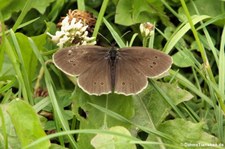 Brauner Waldvogel (Aphantopus hyperantus), aufgeommen in Hellenthal / Eifel