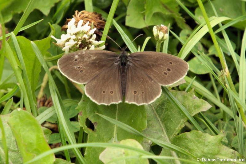 Brauner Waldvogel Aphantopus hyperantus-1