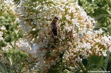 Honigbiene (Apis mellifera) in Konz-Roscheid