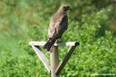 Buteo buteo buteo