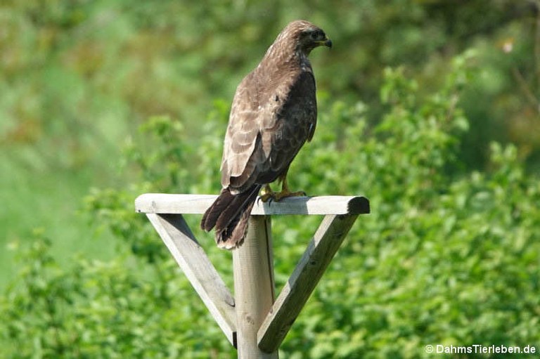 Buteo buteo buteo