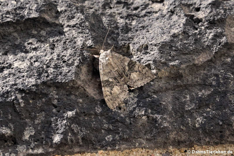 Catocala nupta