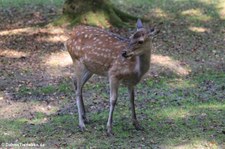 Sikahirsch (Cervus nippon) im Hirschpark in Troisdorf