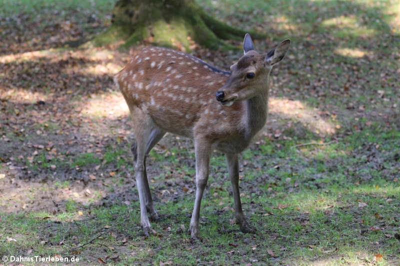 Cervus nippon